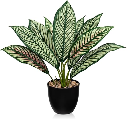 คาลาเธีย (Calathea)