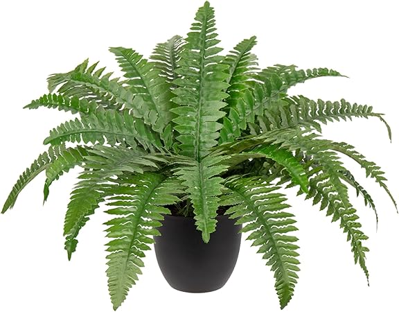 ต้นเฟิร์นบอสตัน (Boston Fern)