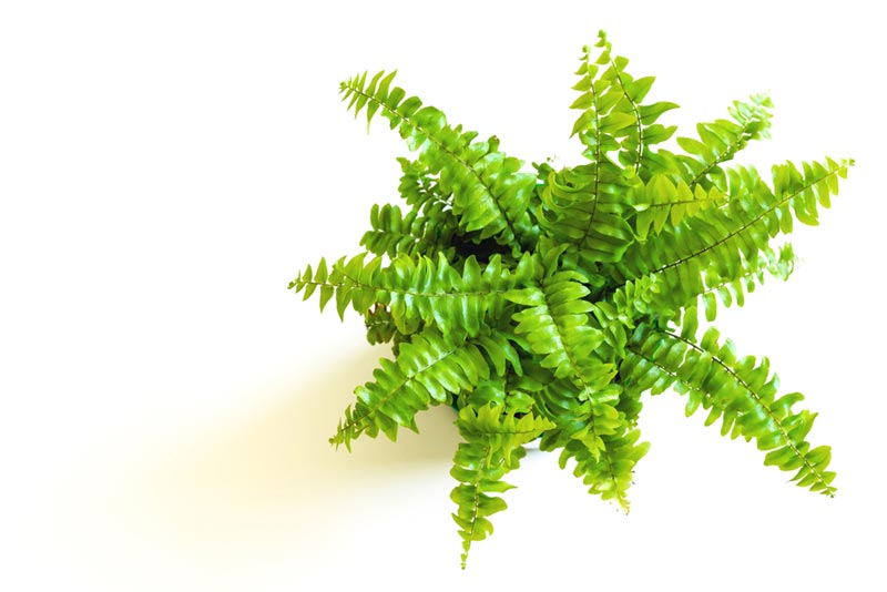เฟิร์นบอสตัน(Boston fern)