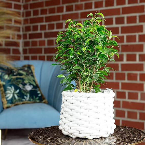 ต้นไทรใบเล็ก (Ficus benjamina)