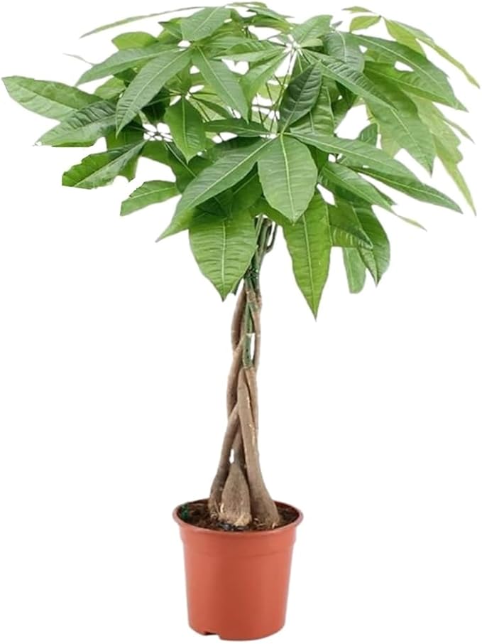 ต้นเงินไหลมา (Pachira Aquatica)